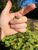 Crested Gecko Babies (Correlophus ciliatus)