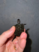 Concentric Diamondback Terrapin 2022 (Malaclemys terrapin)