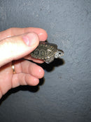 Concentric Diamondback Terrapin 2022 (Malaclemys terrapin)