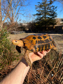 Forstens Tortoise Adult  Male 7 (Indotestudo forstenii)