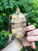 Hi  Yellow Adult European Pond Turtle Pair 2 (Emys orbicularis)