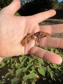 Premium Crested Gecko Babies (Correlophus ciliatus)