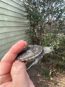 Northern Diamondback Terrapins (4 inches) (Malaclemys terrapin)
