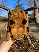 Forstens Tortoise Adult  Male 9 (Indotestudo forstenii)