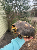 Red Foot Tortoise Adult Female 4 (Chelonoidis carbonaria)
