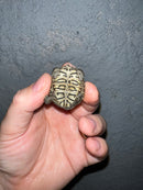 Concentric Diamondback Terrapin 2022 (Malaclemys terrapin)