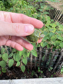 Pastel Clown Red Eared Slider Turtle