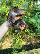 Vampire Musk Turtle Adults (Claudius angustatus)