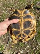 Russian Tortoise XXL Female (Testudo horsfieldii)