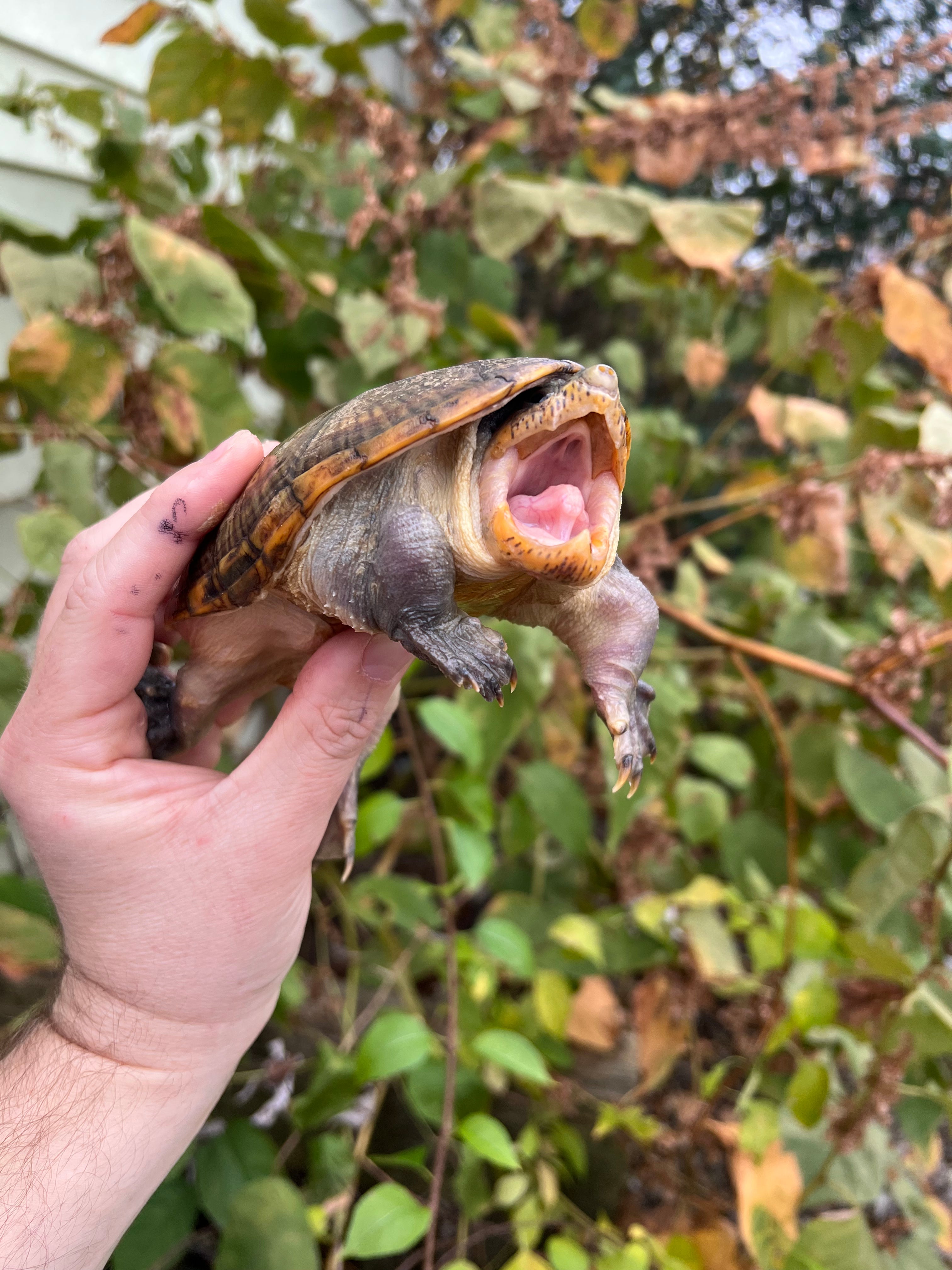 Vampire Musk Turtles For Sale | American Reptile Distributors