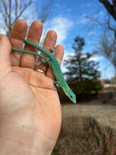 Green Keel-Bellied Lizards (Gastropholis prasina)