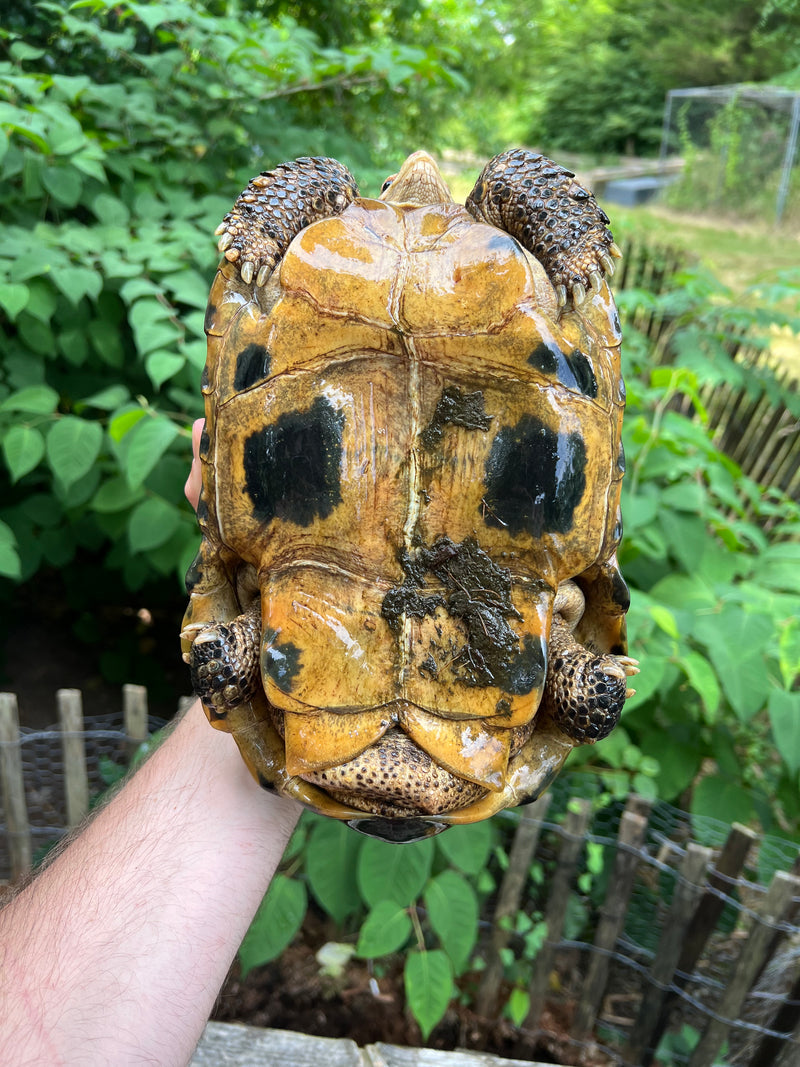 Forstens Tortoise Adult  Male 3 (Indotestudo forstenii)