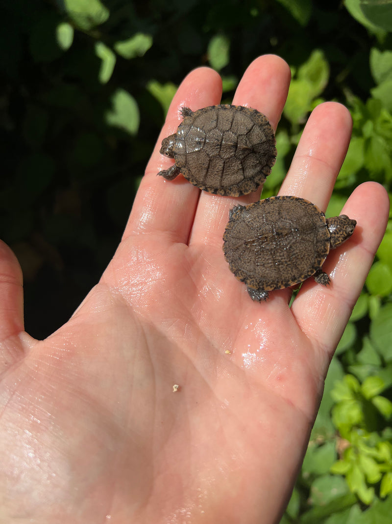 African Serrated Mud Turtle Babies (Pelusios sinuatus)