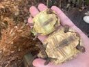 Hypo Red Foot Tortoise Baby  (Chelonoidis carbonaria)