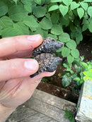 Florida Snapping Turtle (Chelydra serpentina osceola)