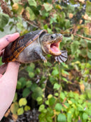 Vampire Musk Turtle Adult Female