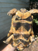 Marginated Tortoise Adult Male 2 (Testudo marginata)