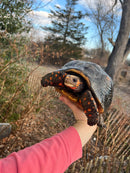 Red Foot Tortoise  Adult Female 2 (Chelonoidis carbonaria)