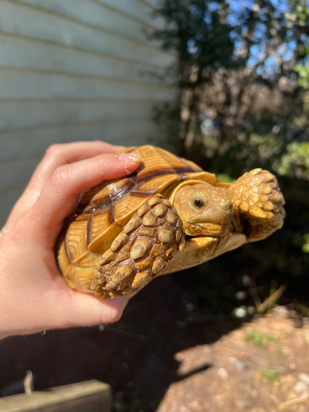 African Spurred Tortoise For Sale American Reptile Distributors