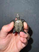 Concentric Diamondback Terrapin 2022 (Malaclemys terrapin)