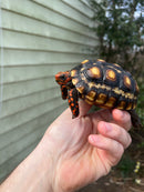 Brazilian Cherryhead Tortoise 2021