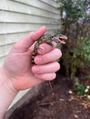 Drakensburg Crag Lizard Pair (Pseudocordylus subviridis)