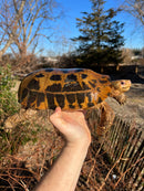 Forstens Tortoise Adult  Male 7 (Indotestudo forstenii)