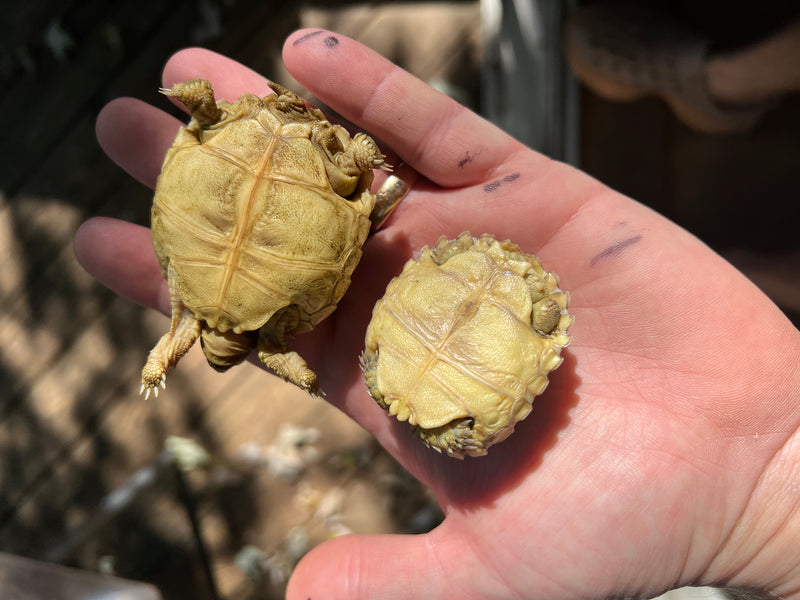 Patternless African Spurred Tortoise Baby (Centrochelys sulcata)