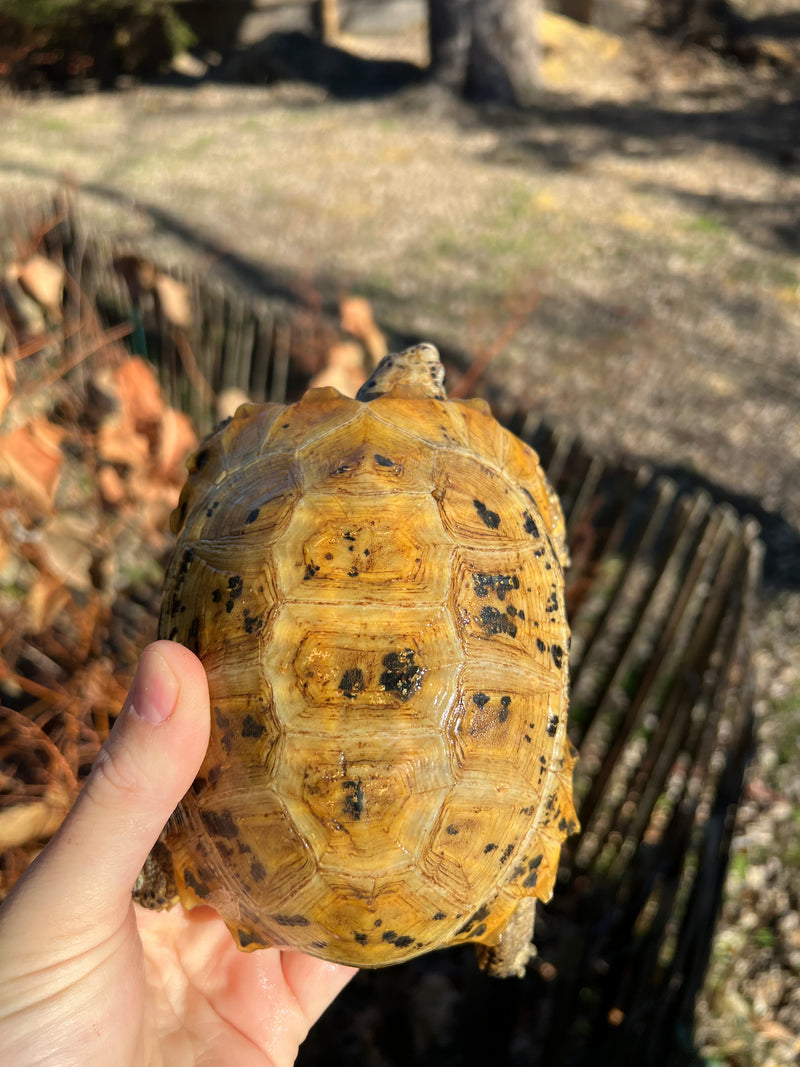 Forstens Tortoise 2020 Female 4 (Indotestudo forstenii)