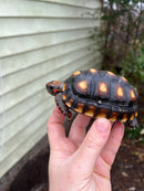 Brazilian Cherryhead Tortoise 2021