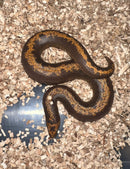 Striped Rufescens Sand Boa (Gongylophis colubrinus)