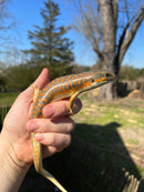 Schneider Skink Adults (Eumeces schneideri)