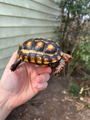 Brazilian Cherryhead Tortoise 2021