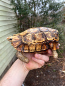 Homes Hinge-back Tortoise Adult Pair 2 (Kinixys homeana)