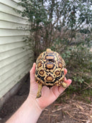 South African Giant  Leopard Tortoise Female 2021 (6 inch)(Stigmochelys p. pardalis)