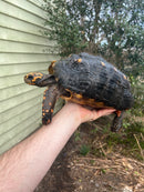 Red Foot Tortoise Adult Female 3 (Chelonoidis carbonaria)