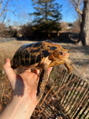 Forstens Tortoise Adult  Male 9 (Indotestudo forstenii)
