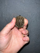 Concentric Diamondback Terrapin 2022 (Malaclemys terrapin)