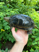 Hi  Yellow Adult European Pond Turtle Pair 2 (Emys orbicularis)