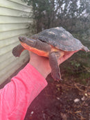 Pink Bellied Snapping Turtle Adults (Elseya novaguineae)