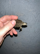 Concentric Diamondback Terrapin 2022 (Malaclemys terrapin)