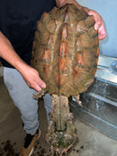 Adult Mata Mata Female (Chelus fimbriata)