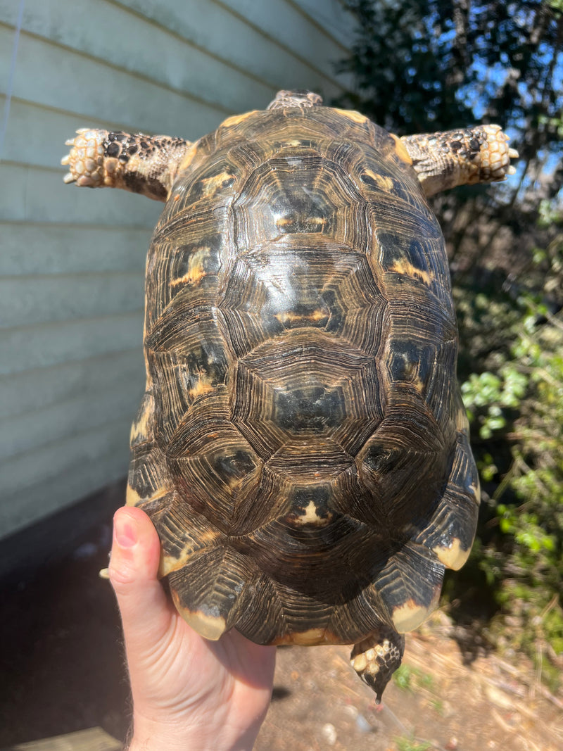 Marginated Tortoise Adult Male 1 (Testudo marginata)